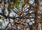 Fitis (Willow warbler) (Phylloscopus trochillus) - Ongiin Khiid 18-08-2016